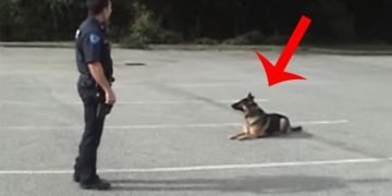 Polis Sadece Parmağını Gösterdi, Köpeğin Yaptığını Görenler Çok Şaşırdı