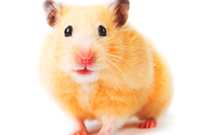 Featured image of post Gonzales Hamster Bu iki hayvanla birlikte elmayra olman z ka n lmaz