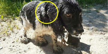 Nehirde Bulduğu Köpeğin Boğazına Yakından Bakınca Gördüğüne İnanamadı