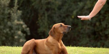 Köpeklerde Eğitim, Köpeklere Eğitim Nasıl Verilir?