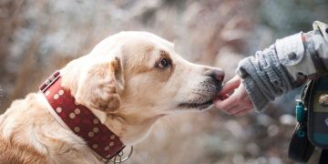 Köpeklerde İlaç Kullanımı Hakkında 10 Bilgi
