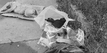 Artık Yeter: Sakarya’da 5 Yavru Köpek Ölü Bulundu