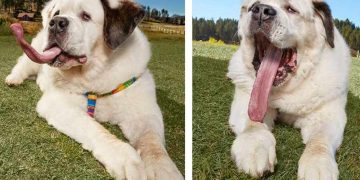 Dünyanın En Uzun Diline Sahip Olan Sevimli Köpek Mochi İle Tanışın