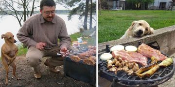 Sahiplerinin Yemeğinde Gözü Olan Köpeklerin Birbirinden Komik 19 Fotoğrafı