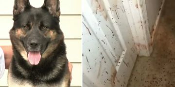 Evinin Duvarında Kan Lekelerini Görünce Şok Oldu, Köpeğine Yakından Bakınca Gerçeği Öğrendi