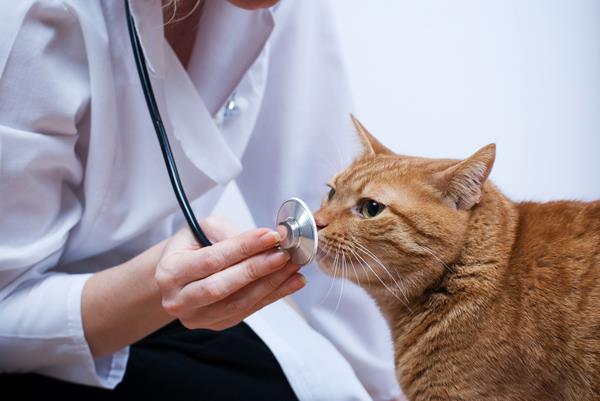 kedi-hastalıkları-kalp
