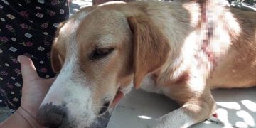 Yazıklar Olsun: İki Ay Önce Zavallı Köpeğin Üzerine Tiner Dökmüşlerdi, Şimdi de Sırtını Kestiler