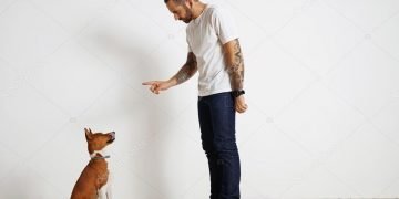 Köpeğe Otur Komutu Nasıl Verilir ?