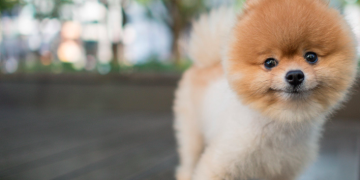 Pomeranian Boo Köpeklerin Özellikleri ve Bakımı