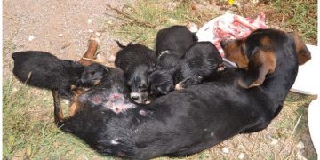 Yaralı Halde Bulunan Anne Köpek Yavrularının Yanında Öyle Bir Şey Yaptı ki Yüreğimiz Sızladı