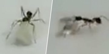 Atölyeden Elmas Tanesi Yürütmeye Çalışırken Yakalanan Masum Karınca