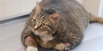 Aşırı Aldığı Kilolardan Dolayı Diyete Başlayan Obez Kedi Taci İle Tanışalım