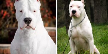 Dogo Arjantin Cinsi Köpek Özelliği ve Detaylı Bakımı