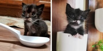 Terk Edilen ve Sadece 113 Gram Olan Minik Yavru Kedinin Hayata Dönüş Hikayesi