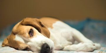 Köpeğim Mama Yemiyor – Köpeklerde İştahsızlık Belirtileri