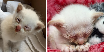 Sokaktan Kurtarılan Minik Yavru Kedinin 2 Ay İçerisindeki Muhteşem Değişimi