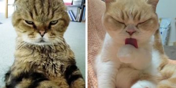 Kedileri Sakinleştirmenin 12 Güzel Yolu